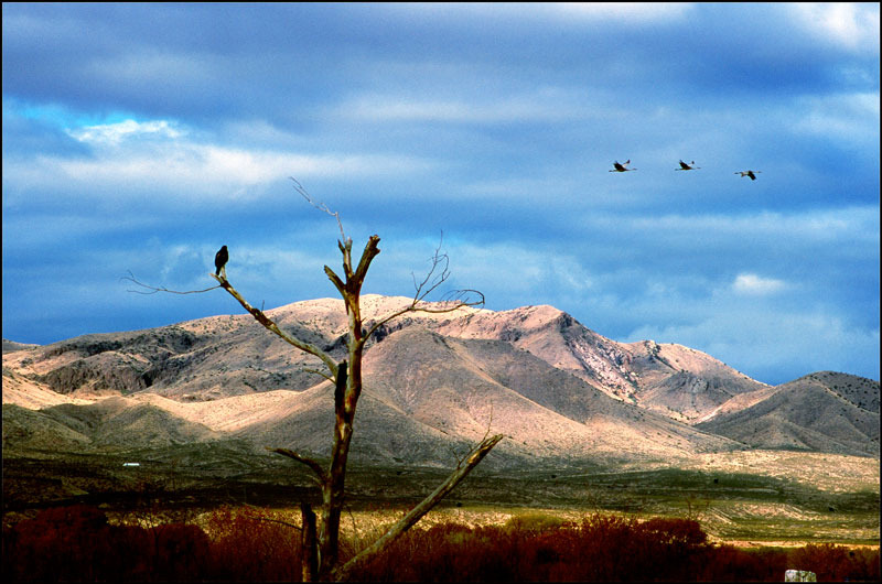 Bosque del Apache Photo 06